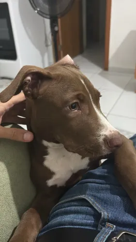 Filhote Pitbull