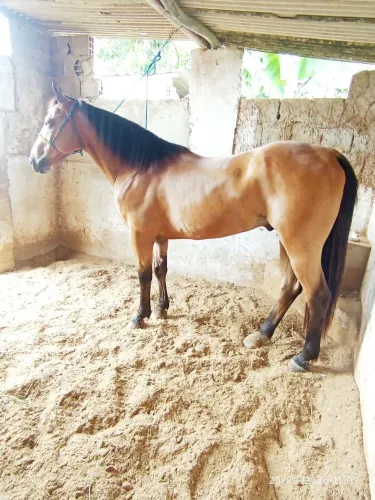 Cavalo QM manso de direita