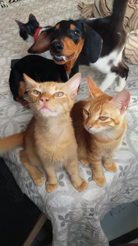 Gatos laranjas para adoção 