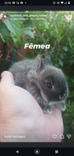 Filhotes de mini netherland Dwarf puros