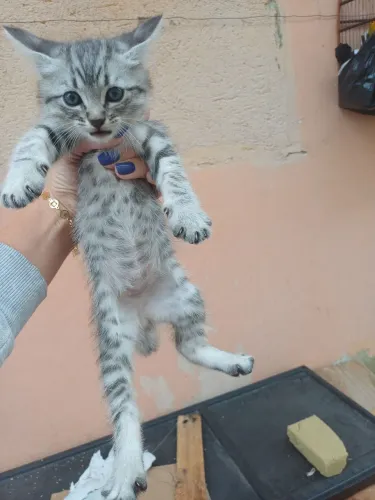 Doação de gatinha