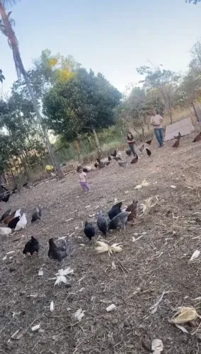 frangas GLC postura ovos galinha caipira