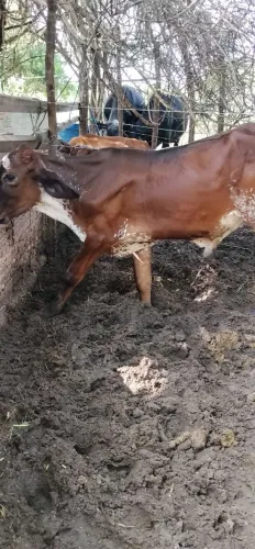 Bezerro
