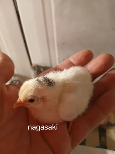 NAGASAKI CHABO