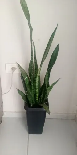 Planta espada de são Jorge naturais