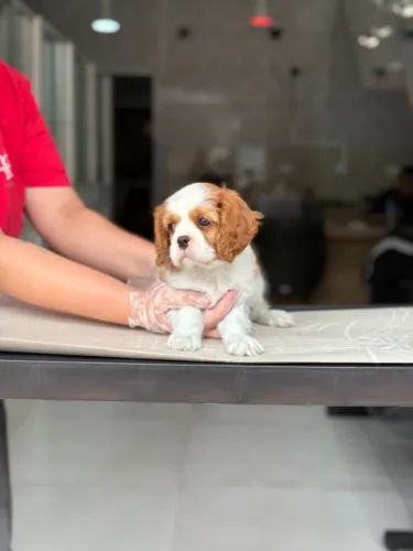 Filhote Cavalier King Fêmea Blenheim - Loja Física com Garantia Total | Leia a Descrição