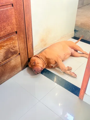 Doação cachorro Pit monster 