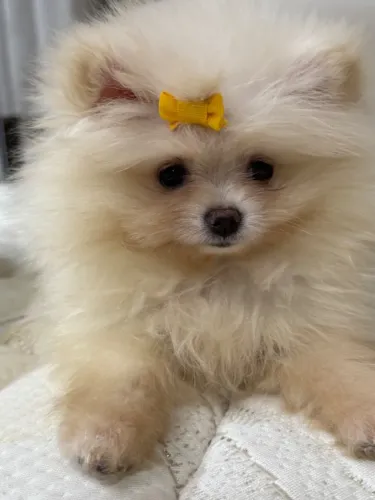 Lulu da pomerânea anão