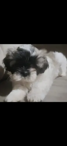 Filhote de Fêmea Shitsu