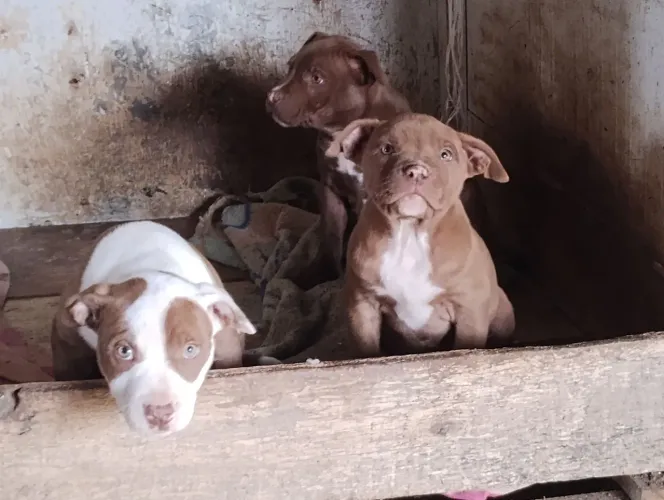 Pitbulls