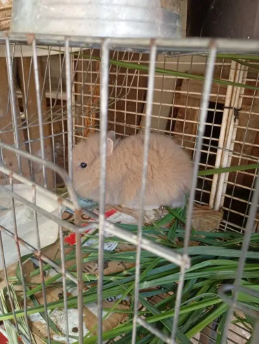 Vendo ou troco por fêmea e coelho adulto.