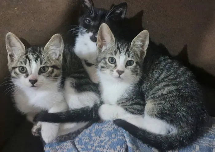 Doação de lindas gatinhas (somos de ONG)