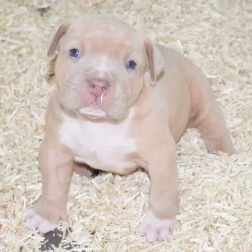 Filhote de American Bully lilac com branco 
