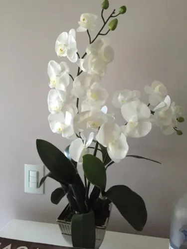 Vaso orquídeas brancas