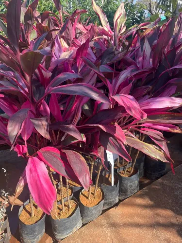 Cordyline Rubra