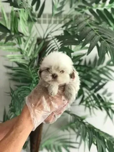 Shih Tzu - Fêmea branca e creme- Adquira o melhor padrão da raça conosco- contate
