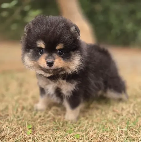 Spitz Alemão - Lulu da Pomerânia Vacinado e Saudável - Retire na Loja Física!