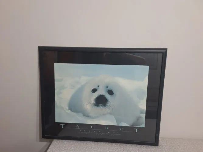 Quadro- gravura de foca polar branca
