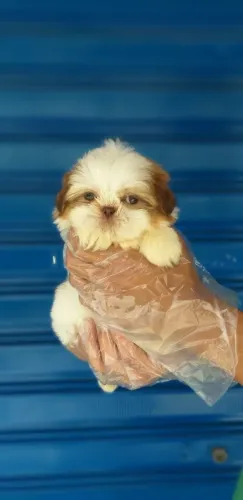 Shih Tzu- Fêmea bicolor com 63 dias, com garantias em contrato-Dani