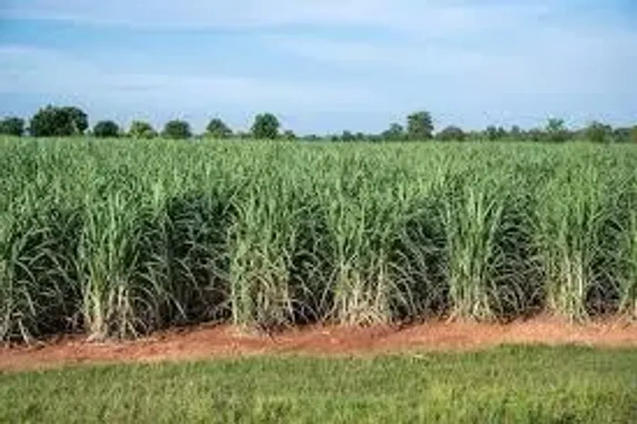 85% Cana - Floreal
