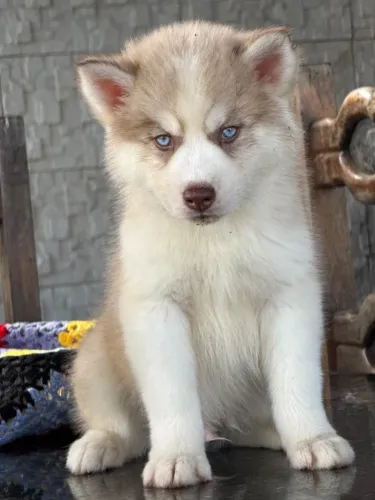 Filhote de Husky Siberiano Macho - Olhos Azuis