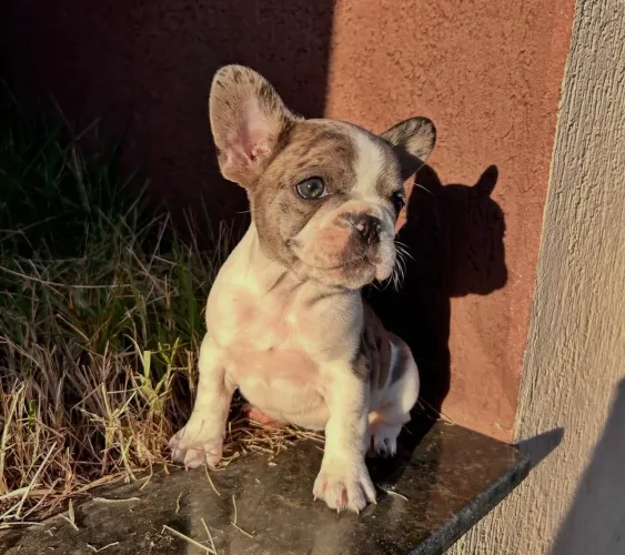 Bull Dog francês 