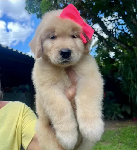 Golden cão terapeuta indicado para pessoas com autismo