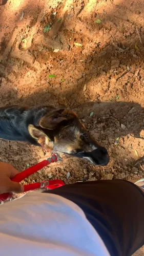 Cuidador de animais!