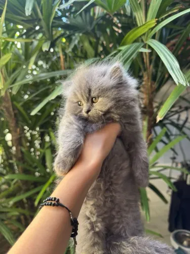 Gatos Persas