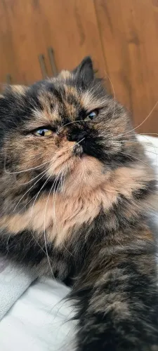 Procuro gato persa para acasalar com minha gata