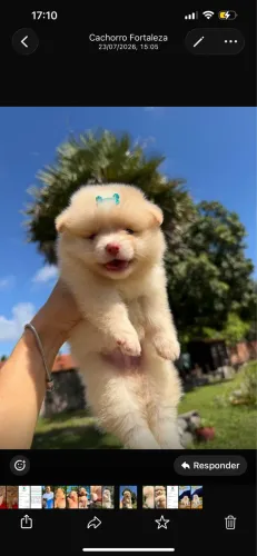 Spitz alemão - Lulu da pomerania creme