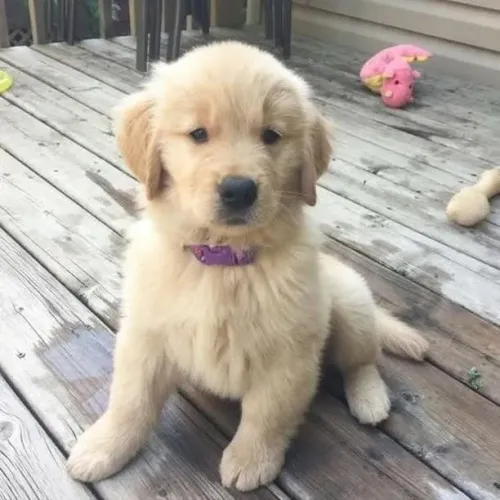 Filhotes de Golden Retriever | Um filhote para deixar tudo mais leve.