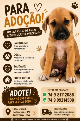 CACHORRO PARA DOAÇÃO - PETROLINA PE E JUAZEIRO BA