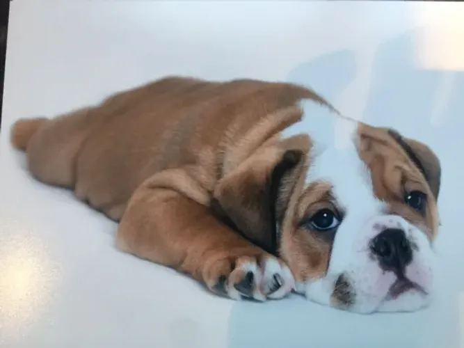 Bulldog Inglês,Bulldog Inglês Filhote Disponível Entrega Facilitada