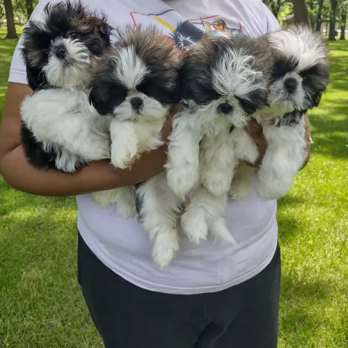 Suas lindas meninas de Shih tzu fêmea