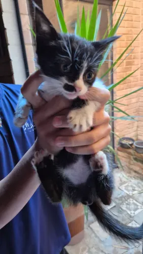 Doa-se Gato Fêmea 