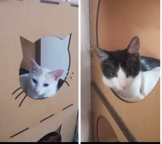 DOAÇÃO GATOS MACHOS