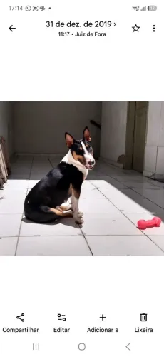Adoção bull terrier