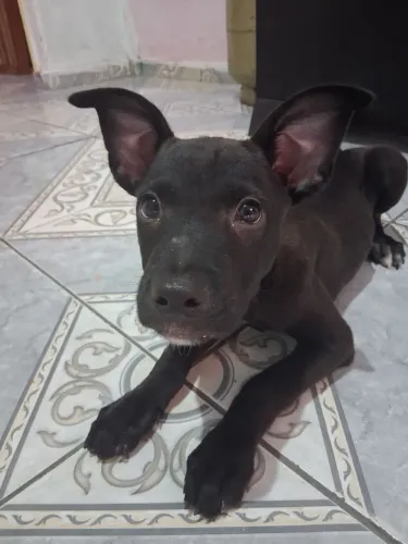 Doação de cachorro