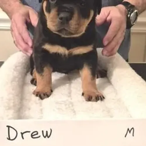 Rottweiler,Rottweiler Filhote Disponível Entrega Facilitada