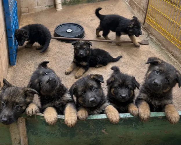 Vende-se Lindos filhotes de Pastor Alemão 