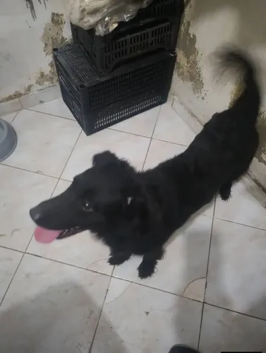 Adoção cachorro macho. 3 anos.