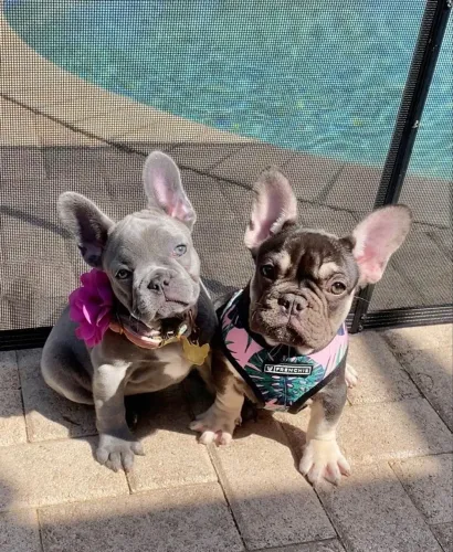 Filhotes De Bulldogue Francês - Filhotes Prontos Para Brincar E Amar 