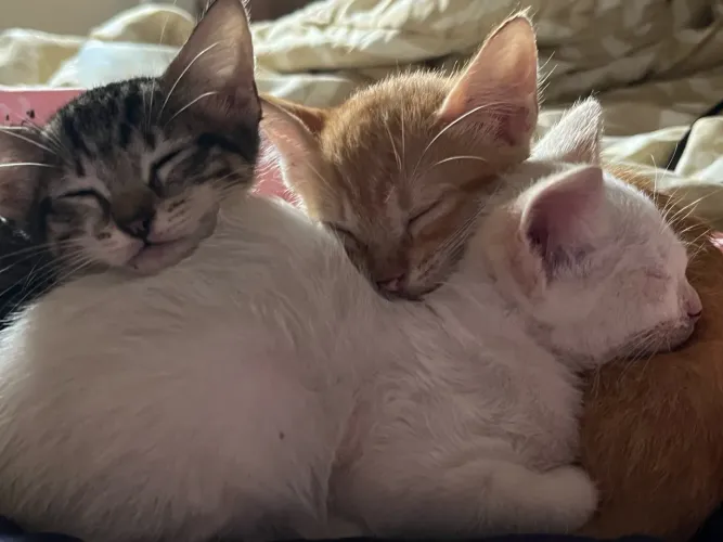 Gatinhos para adoção