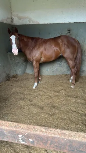 Cavalo quarto de milha
