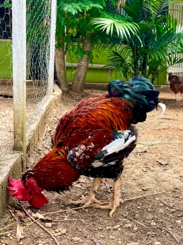 Galo raça GSB 7KG
