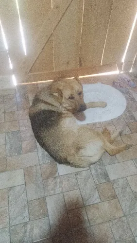 Doando cachorro pastor alemão