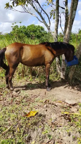 Uma égua