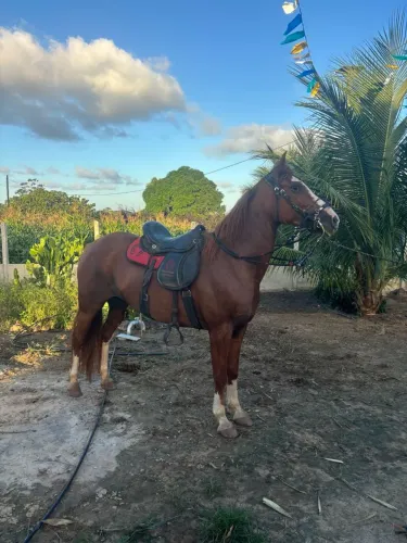 Linda égua mestiça com estrutura invejável.