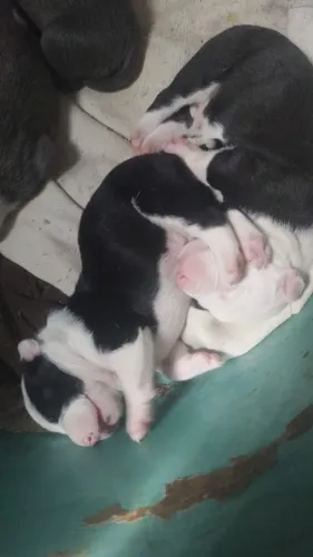 3 machos disponíveis